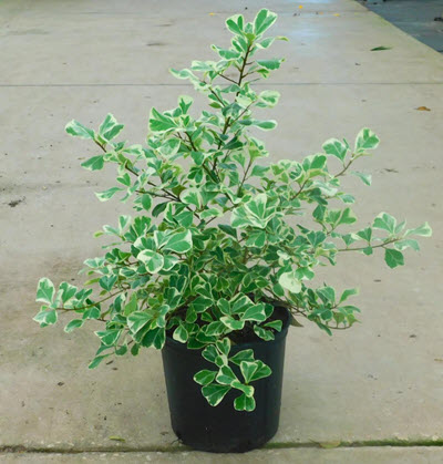 Variegated 